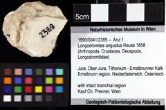 Foto (Objket + Etiketten) von Longodromites angustus (Reuss 1858) 